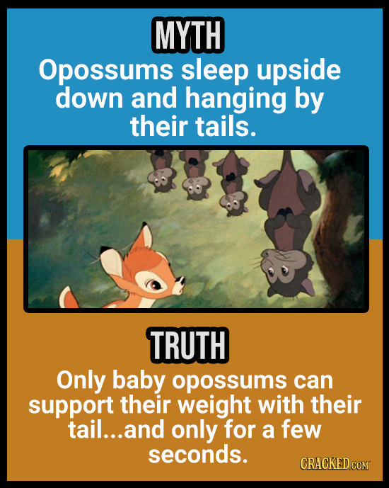 MYTH Opossums sleep upside down and hanging by their tails. TRUTH Only baby opossums can support their weight with their tail... and only for a few se