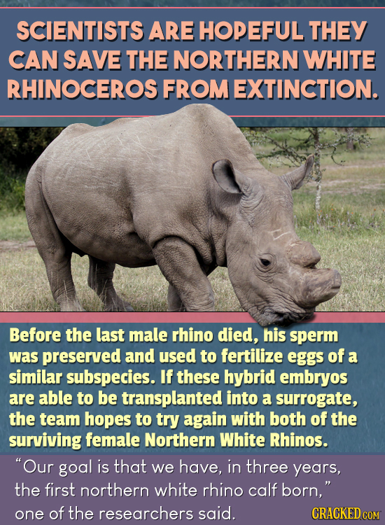 SCIENTISTS ARE HOPEFUL THEY CAN SAVE THE NORTHERN WHITE RHINOCEROS FROM EXTINCTION. Before the last male rhino died, his sperm was preserved and used