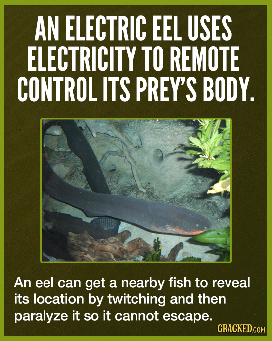 AN ELECTRIC EEL USES ELECTRICITY TO REMOTE CONTROL ITS PREY'S BODY. An eel can get a nearby fish to reveal its location by twitching and then paralyze
