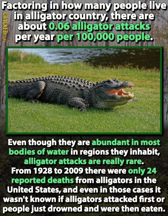 Factoring in how many people live in alligator country, there are about 0.06 alligator attacks per year per 100,000 people. Even though they are abund