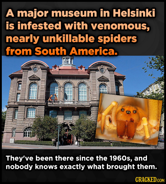 A major museum in Helsinki is infested with venomous, nearly unkillable spiders from South America. dia They've been there since the 1960s, and nobody