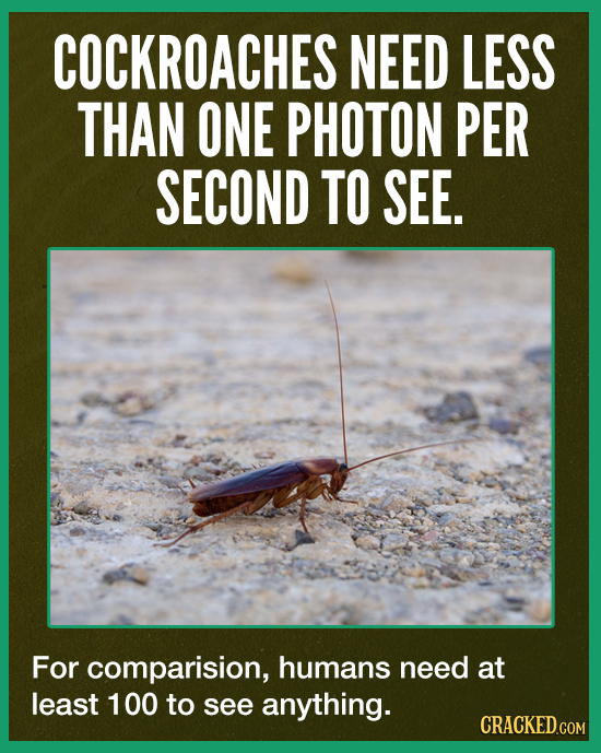 COCKROACHES NEED LESS THAN ONE PHOTON PER SECOND TO SEE. For comparision, humans need at least 100 to see anything. CRACKED.COM