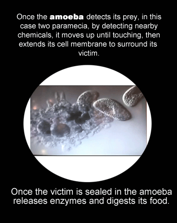 17 Amazing Animal Predators Straight From Your Nightmares