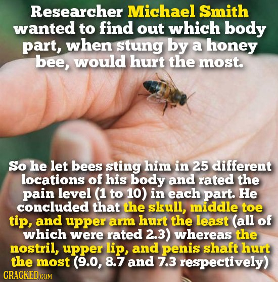 Researcher Michael Smith wanted to find out which body part, when stung by a honey bee, would hurt the most. So he let bees sting him in 25 different 