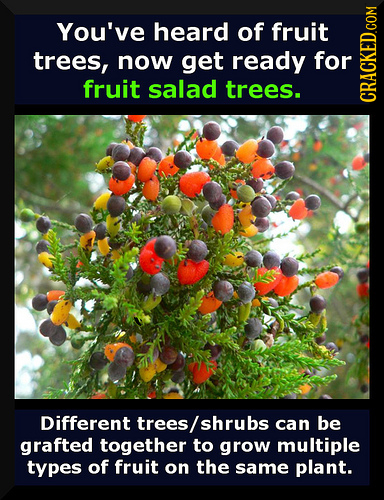 You've heard of fruit trees, now get ready for fruit salad trees. Different trees/ shrubs can be grafted together to grow multiple types of fruit on t