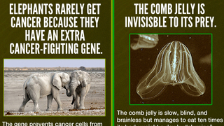 Weird But Cool Animal Superpowers 