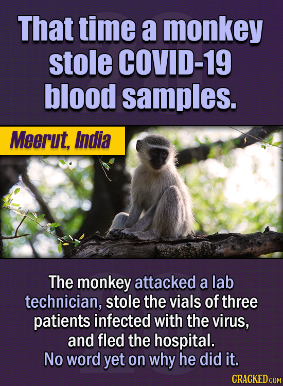 15 Of The Strangest Things 2020 Managed To Cook Up (Part 1) - That time a monkey stole COVID-19 blood samples. The monkey attacked a lab technician,