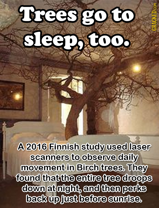 Trees go Tto sleep, Too A 2016 Finnish study used laser scanners to observe daily movement in Birch trees. They found that the entire tree droops down