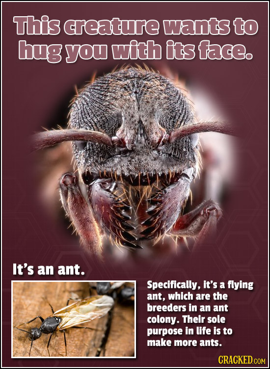 This creature wants to hug you with its face. It's an ant. Specifically, it's a flying ant, which are the breeders in an ant colony. Their sole purpos