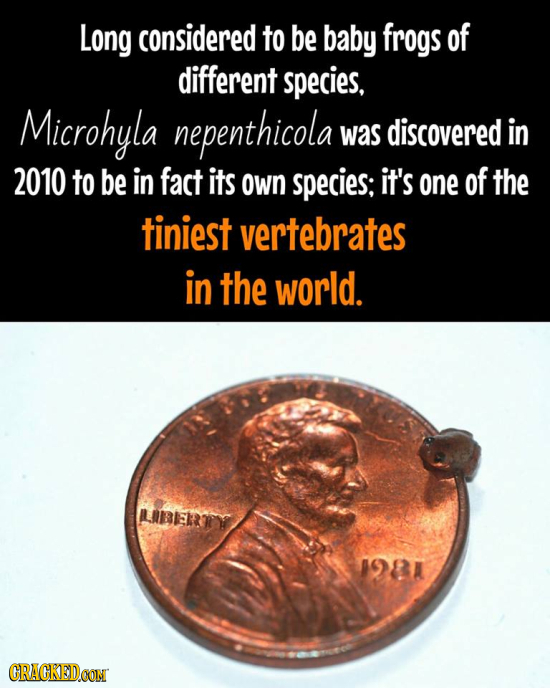 Long considered to be baby frogs of different species, Microhyla nepenthicola was discovered in 2010 to be in fact its own species: it's one of the ti