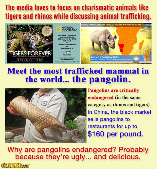 The media loves to focus on charismatic animals like tigers and rhinos while discussing animal trafficking. DISLKE COMIMENC SUBSCAISE STHAB NDESCRIPTI