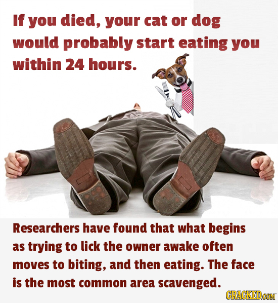 If you died, your cat or dog would probably start eating you within 24 hours. Researchers have found that what begins as trying to lick the owner awak