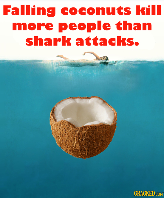 Falling coconuts kill more people than shark attacks.