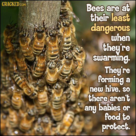 CRACKEDO COM Bees are at their least dangerous when they're swarming. They're forming a new hive, SO there aren't any babies or food to protect.
