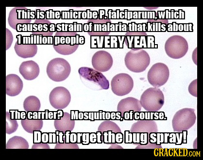 This is the microbe P.falciparuim, which causes a strain of malaria that kills about 1million people EVERY YEAR. The carrier? Mosquitoes,o of course.