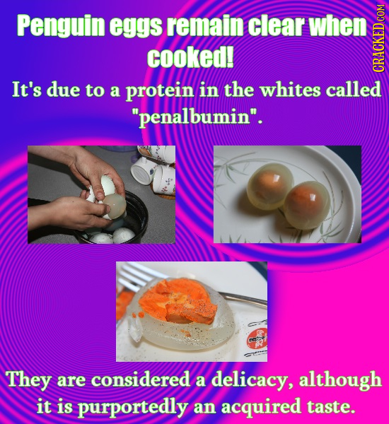 Penguin eggs remain clear when cooked! It's due in the CRAGN to a protein whites called penalbumin. They are considered a delicacy, although it is p