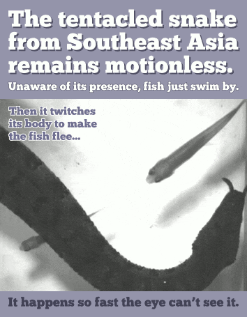 17 Amazing Animal Predators Straight From Your Nightmares