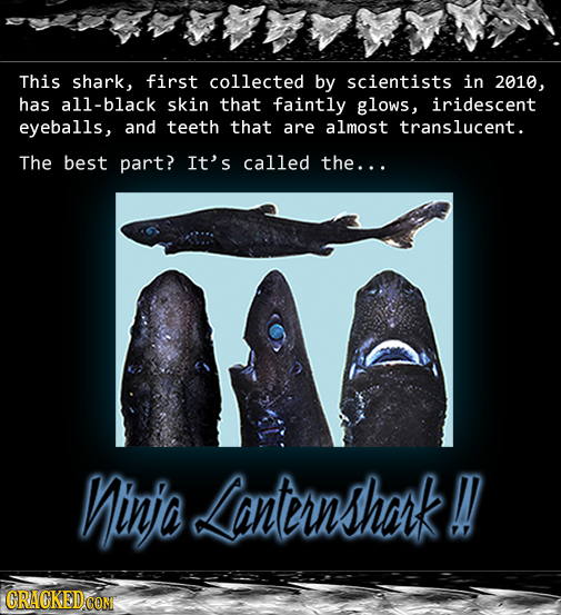 This shark, first collected by scientists in 2010, has all-black skin that faintly glows, iridescent eyeballs, and teeth that are almost translucent.