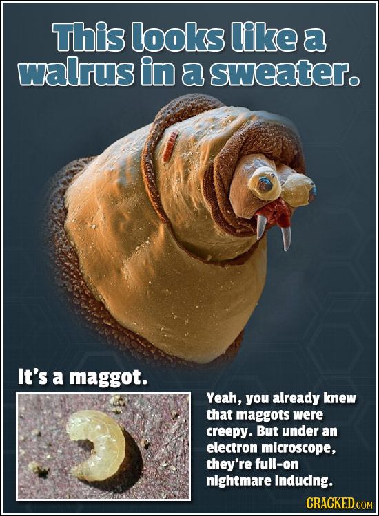 This looks like a walrus in a sweater. It's a maggot. Yeah, you already knew that maggots weRE creepy. But under an electron microscope, they're full-
