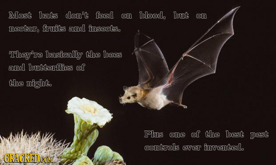 Most bats don't feed on blood, but on nectaro fruits and insects. They're basically the bees and butterflies of the night. Plus one of the best pest c