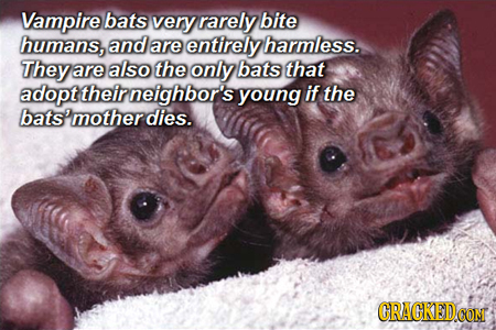 Vampire bats very rarely bite humans, and are entirely harmless. They are also the only bats that adopt their neighbor's young if the bats'motherdies.