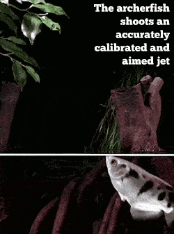 17 Amazing Animal Predators Straight From Your Nightmares