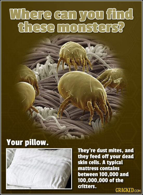 Where can you find these monsters? Your pillow. They're dust mites, and they feed off your dead skin cells. A typical mattress contains between 100,00