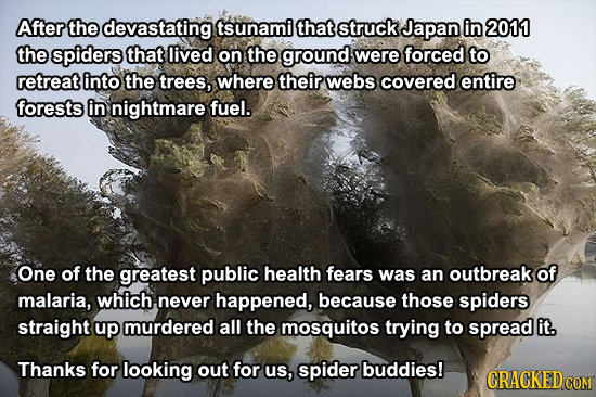 After the devastating tsunami that struck Japan in 2011 the spiders that lived on the ground were forced to retreat into the trees, where their webs c
