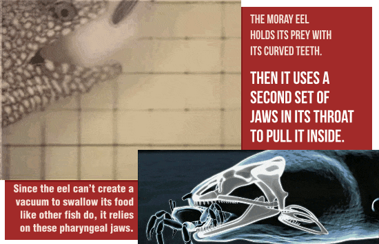 17 Amazing Animal Predators Straight From Your Nightmares