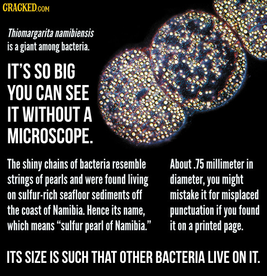 Thiomargarita namibiensis is a giant among bacteria. IT'S SO BIG YOU CAN SEE IT WITHOUT A MICROSCOPE. The shiny chains of bacteria resemble About .75
