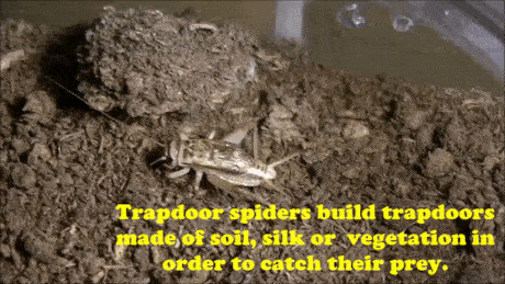 17 Amazing Animal Predators Straight From Your Nightmares