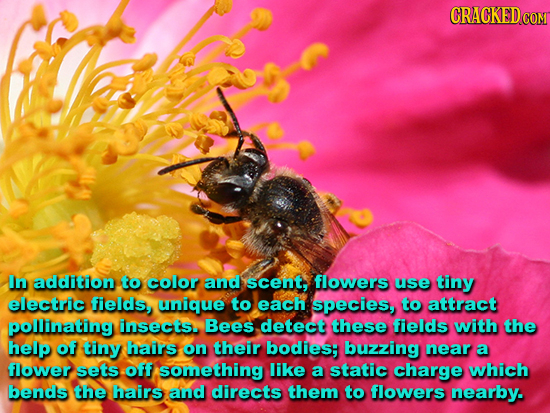 CRACKED CON In addition to color and scent, flowers use tiny electric fields, unique to each species, to attractt pollinating insects. Bees detect the