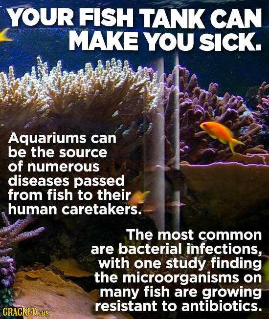 YOUR FISH TANK CAN MAKE YOU SICK. Aquariums can be the source of numerous diseases passed from fish to their human caretakers. The most common are bac