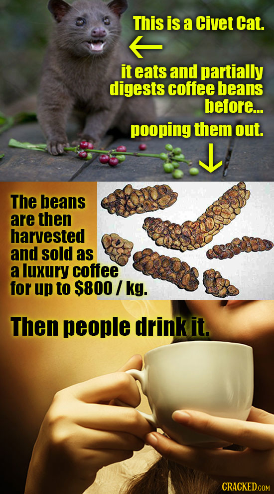 This is a Civet Cat. it eats and partially digests coffee beans before... pooping them out. The beans are then harvested and sold as a luxury coffee f