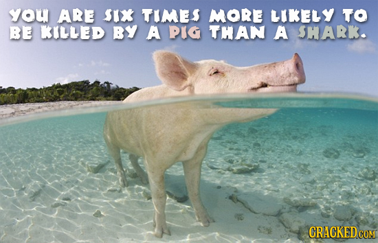 you ARE SIX TIMES MORE LIKELY TO BE KILLED BY A PIG THAN A SHARK.