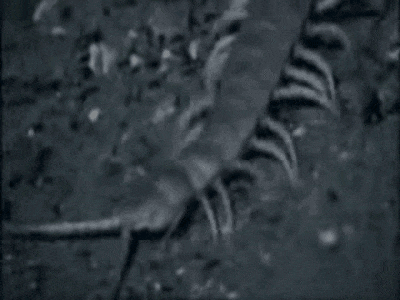 17 Amazing Animal Predators Straight From Your Nightmares