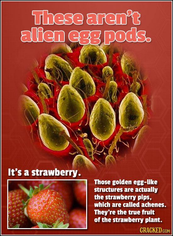 These aren't alien egg pods. It's a strawberry. Those golden egg-like structures are actually the strawberry pips, which are called achenes. They're t