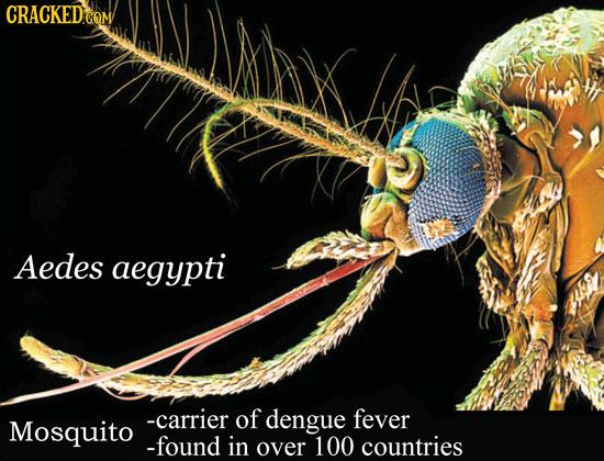 Aedes aegypti -carrier of dengue fever Mosquito -found in over 100 countries