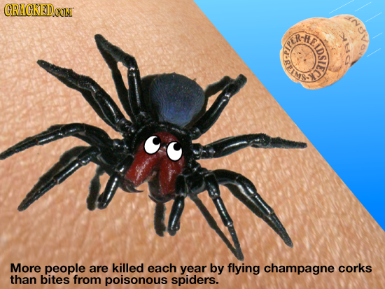 CRACKED CONT RE so SREIE LDSIEC More people are killed each year by flying champagne corks than bites from poisonous spiders.