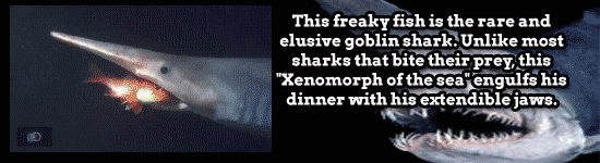 17 Amazing Animal Predators Straight From Your Nightmares