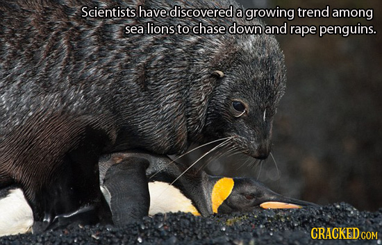 Scientists have discovered a growing trend among sea lions to chase down and rape penguins.