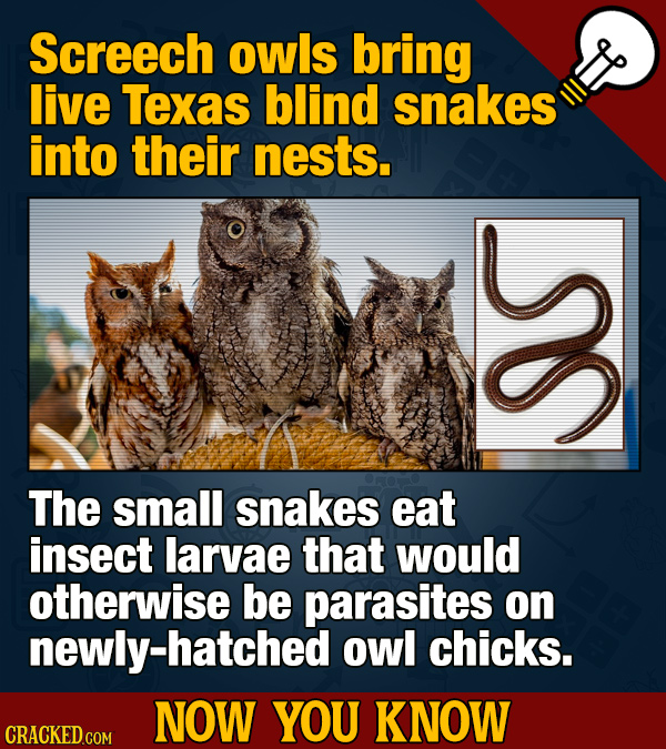 Screech owls bring live Texas blind snakes into their nests. The small snakes eat insect larvae that would otherwise be parasites on newly-hatched owl