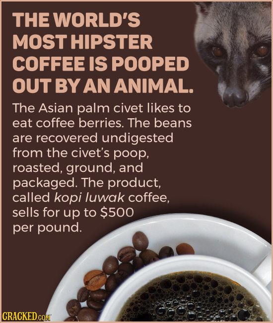 THE WORLD'S MOST HIPSTER COFFEE IS POOPED OUT BY AN ANIMAL. The Asian palm civet likes to eat coffee berries. The beans are recovered undigested from 