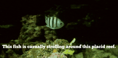 17 Amazing Animal Predators Straight From Your Nightmares