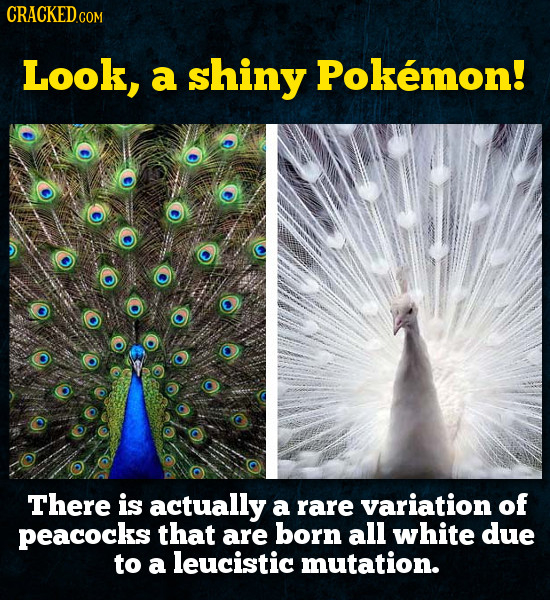 CRACKEDc COM Look, a shiny Pokemon! There is actually a rare variation of peacocks that are born all white due to a leucistic mutation. 