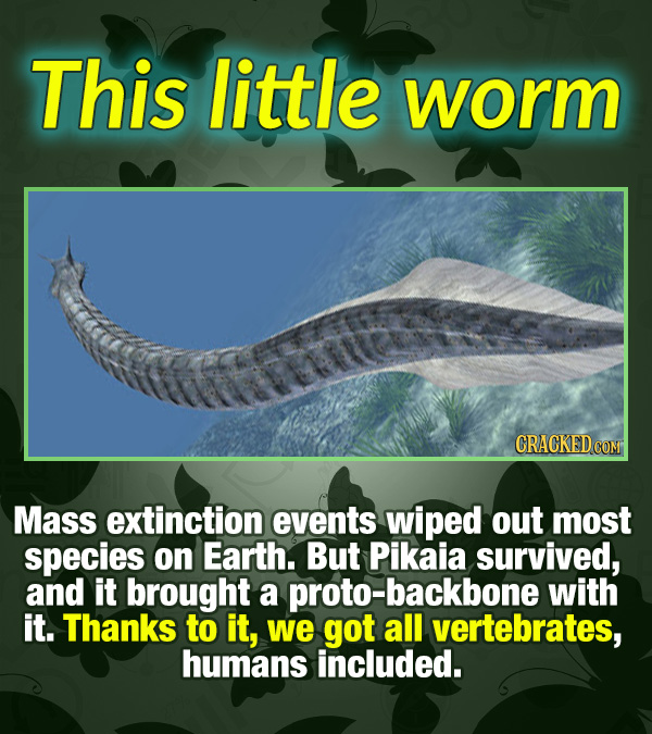 15 Tiny Things With Mind-Blowing Global Consequences - Mass extinction events wiped out most species on Earth. But Pikaia survived, and it brought a p