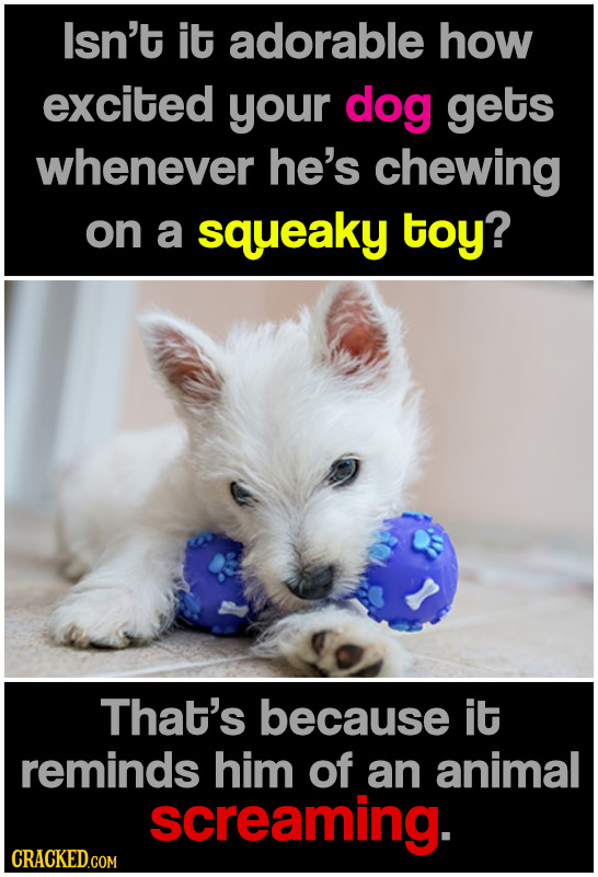 Isn't it adorable how excited your dog gets whenever he's chewing on a squeaky toy? That's because it reminds him of an animal screaming.