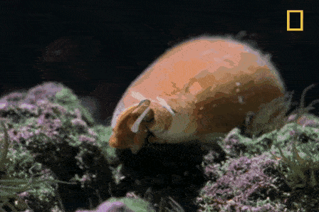 17 Amazing Animal Predators Straight From Your Nightmares