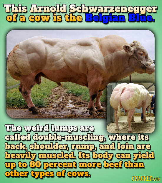 This Arnold Schwarzenegger of a cOW is the Belgian Blue. The weird lumps are called double-muscling, where its back, shoulder, rump, and loin are heav