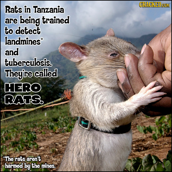 Rats in Tanzania are being trained to detect landmines* and tuberculosis. They're called HERO RATS. *The rats aren't harmed by the mines.